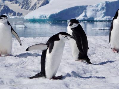 penguins_featured