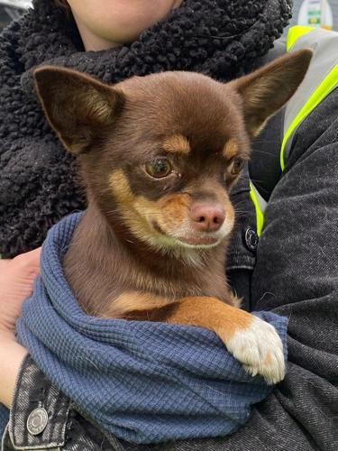“Miracle dog” feared dead rescued two weeks after tenement fire