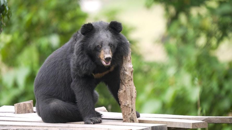 Rescued “bile” bears feel grass for first time after years trapped in cages