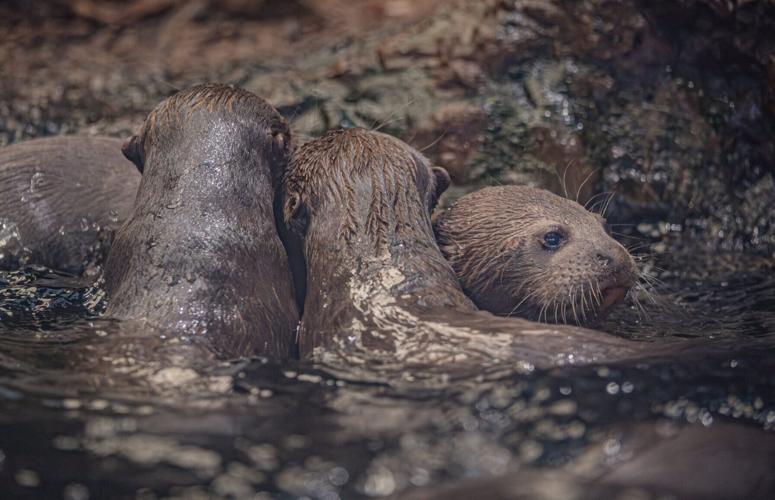 Fresh hope for endangered giant otters as UK zoo celebrates rare triplet birth