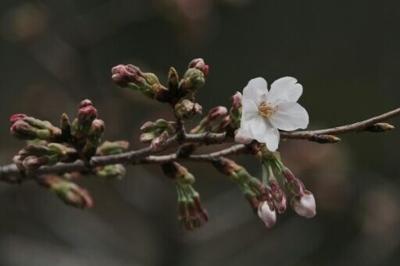 The cherry season for Tokyo starts when the official sample tree at Yasukuni Shrine opens at least five flowers