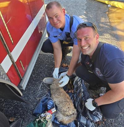 Montgomery firefighters rescue pet