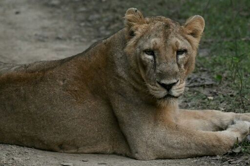 By the early 20th century, only about 20 Asiatic lion had remained, nearly wiped out by hunting and habitat loss
