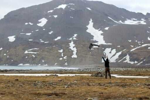 A researcher launches a drone to study the elephant seals on the island