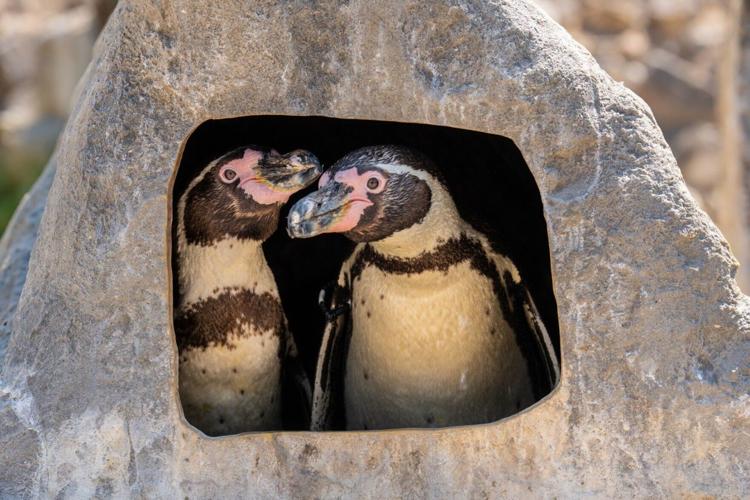 Gay penguin couple hatch and raise chick at UK zoo