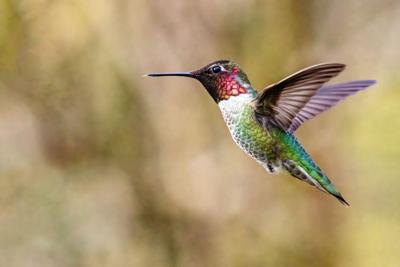 Hummingbird from ACES
