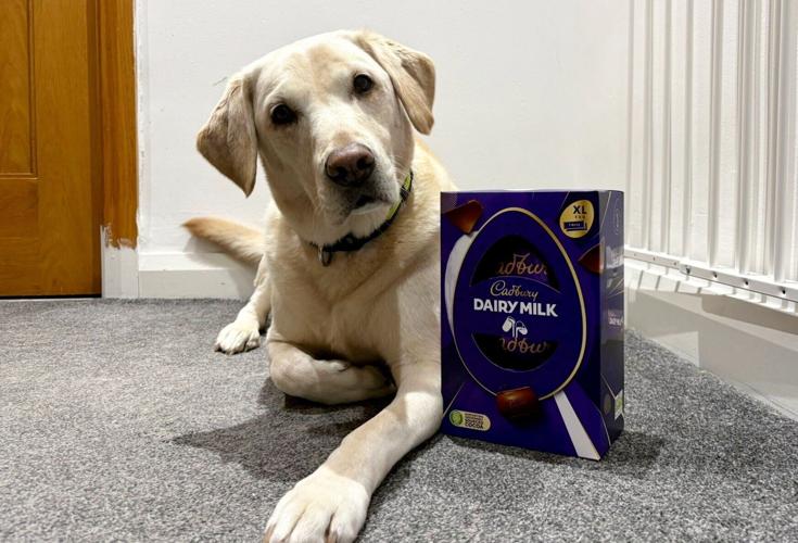 Dog saved after eating seven Easter eggs