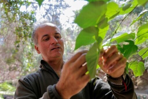 Disaster-hit Chilean park sows seeds of fire resistance