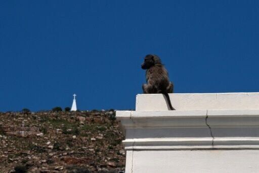As baboons become bolder, Cape Town battles for solutions