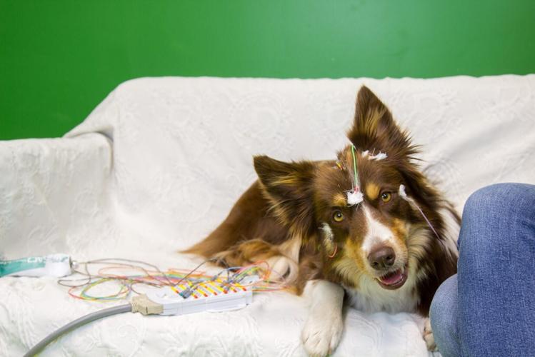 Dog brains segment speech in way only previously seen in humans, shows study