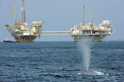 Boat strikes can harm or kill whales and are one concern about the oil industry's environmental impact.