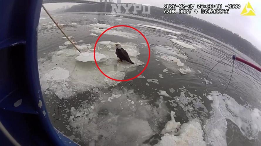 Eagle-eyed cops save stranded bird on icy river