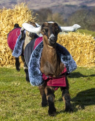 Adorable photos show baby goats wearing coats to keep warm