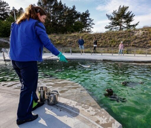 Lithuania bids to save Baltic seals as ice sheets recede
