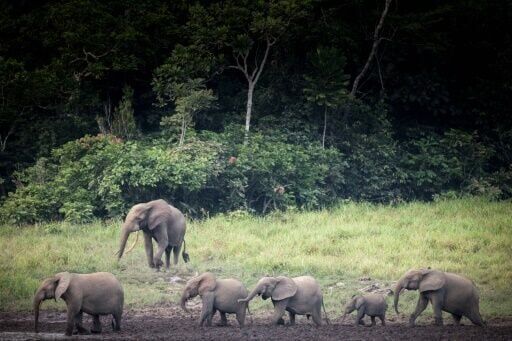 Gabon forest elephant forays into villages spark ire
