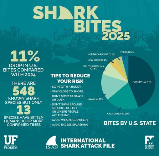 Fatal shark attacks more than doubled in 2025, reveals report