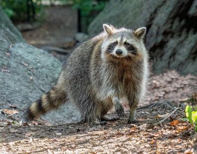 Raccoon stock