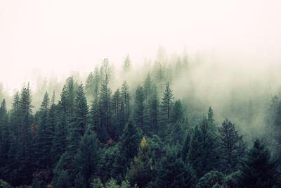 Forest stock