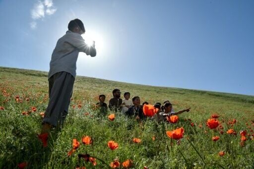 An Afghan boy taking photographs among poppy flowers on a hillside in the Jalayer Valley