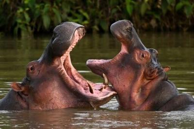 Hippos descended from a small herd introduced by drug kingpin Pablo Escobar in the wild in Colombia, in April 2023