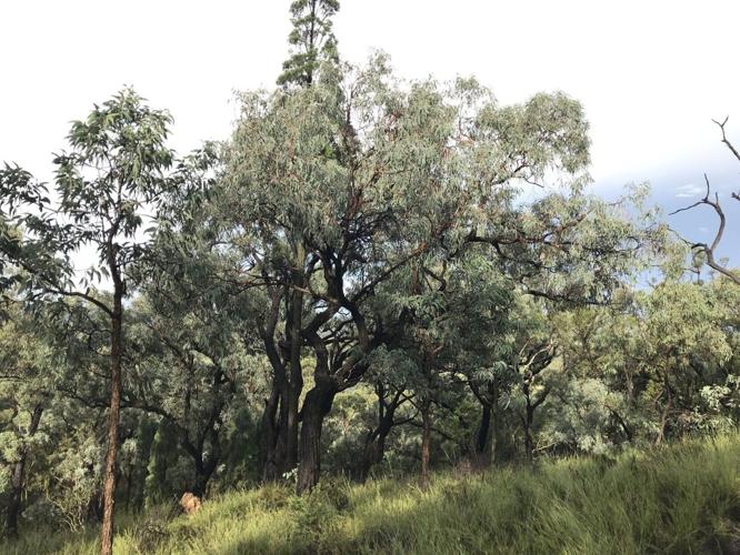 Up to one in six plant species could be wiped out within 75 years, warns study