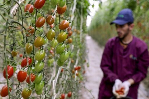 Drought-hit Morocco turns to desalination to save vegetable bounty