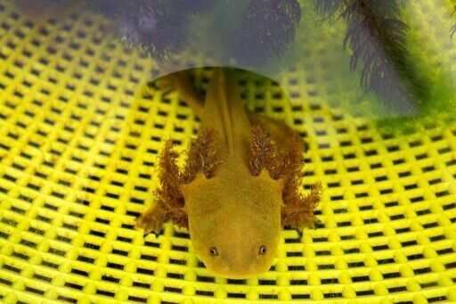 Mexican fishermen join fight to save extraordinary amphibian