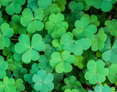 Clovers