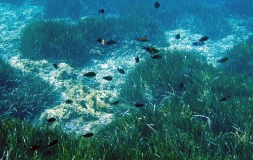 EU eyes leadership role on oceans ahead of UN summit