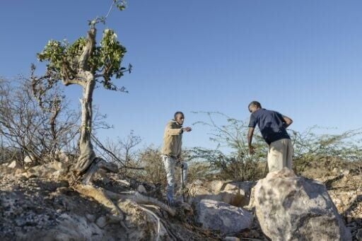 Mohamed Abdi Cige(L),28, a mine owner works alongside miner Ahmed Ibrahim (R),52, at a pit that contains traces of lithium
