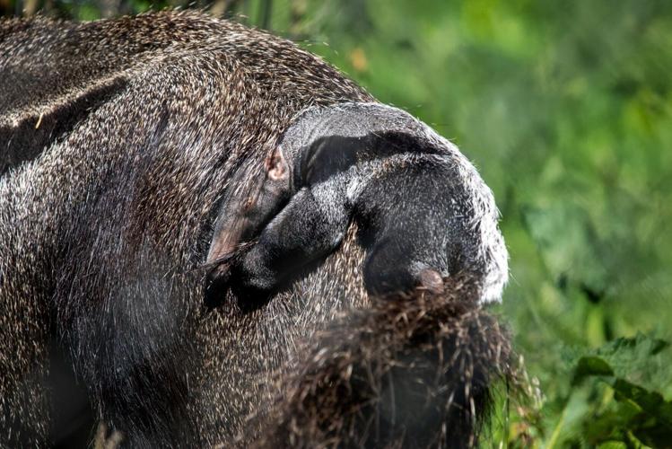New baby anteater cling to its mother’s back at zoo