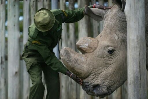 'We will save them': The quest to rescue nearly extinct rhino