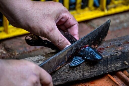 he sapu-sapu are caught in nets, separated from indigenous fish that are thrown back, then decapitated to make sure they are dead, and buried in mass graves