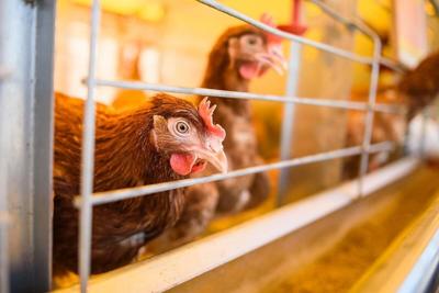 Salmonella Outbreak in 6 States Tied to Backyard Poultry, CDC Says