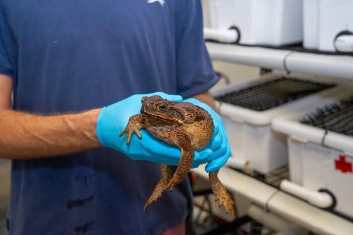Cane toads leap ahead of evolution by growing bigger than expected, reveals study