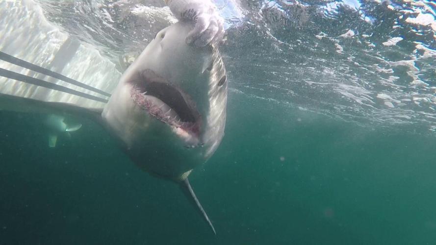 9-ft great white shark Brass Bed spotted off Florida coast