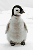 Emperor penguin populations declining faster than expected