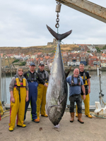 Massive bluefin tuna caught for first time in nearly a century