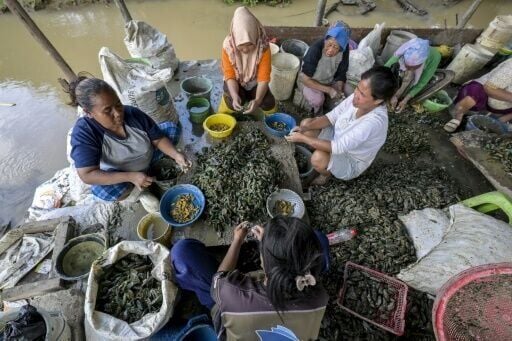 Women shucking clam meat to be sold in a fishing village in Cirebon, West Java, where local entrepreneurs have complained about the decline in marine yields since the Cirebon-1 coal power plant began operations