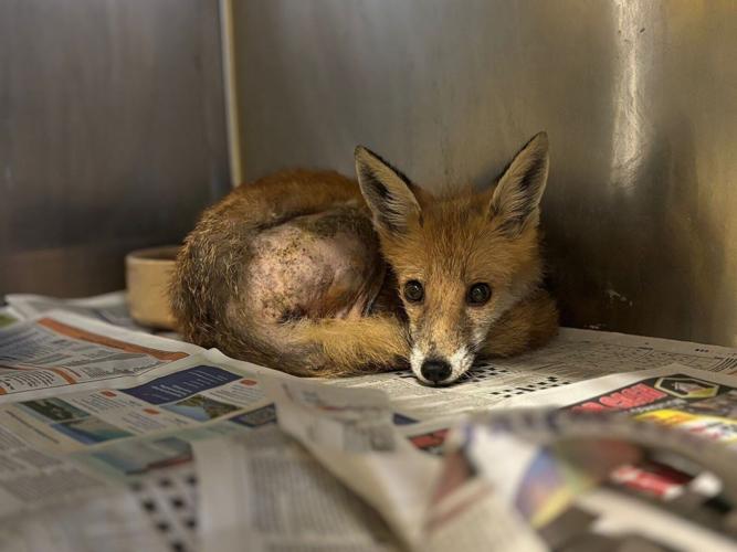 Young fox rescued after getting trapped inside Amazon van engine