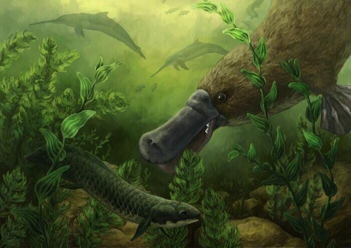 Platypuses swam with dolphins 25 million years ago, reveals “exciting” fossil find
