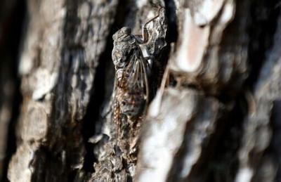 Musical cicadas brought back to UK from France