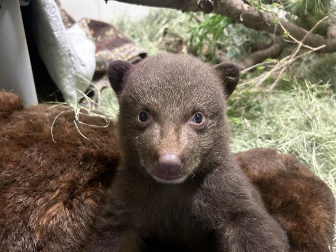 Orphan bear cubs cared for by keepers dressed as mother bear