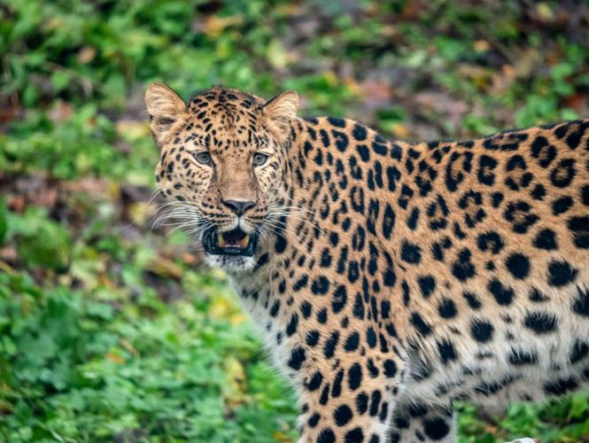 SWNS_LEOPARD_CUB_002_108941
