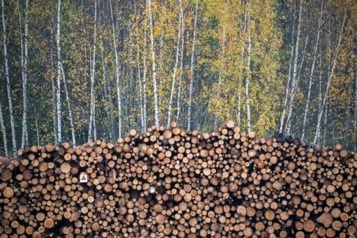 WWF blasts Sweden, Finland over logging practices