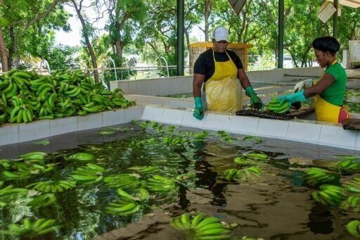 'Always hiding': Haitian laborers fear Dominican deportation push