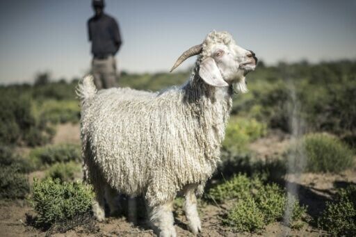 Angora goats thrive on the Karoo region's succulent plants