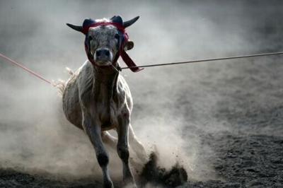 Mexico barred from sending cattle to US over flesh-eating pest