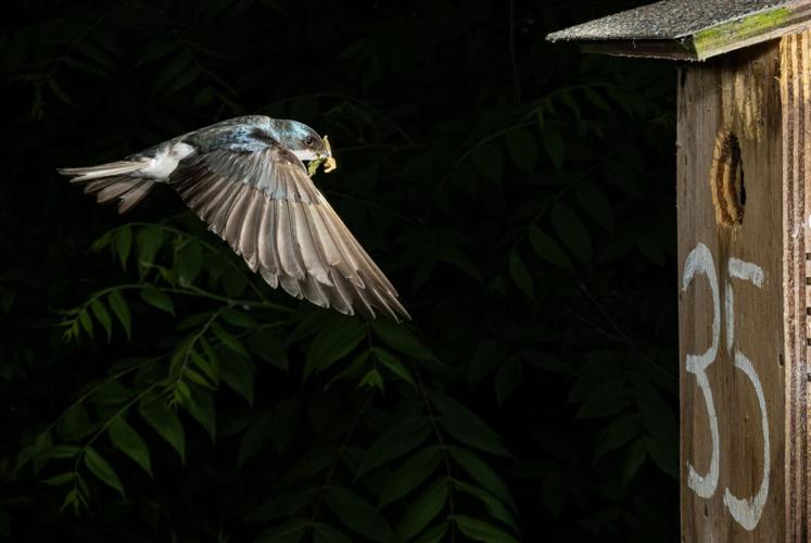 Plummeting insect numbers have resulted in smaller wild birds that reproduce less