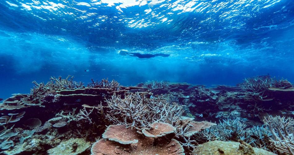 Great Barrier Reef’s recovery from damage caused by climate change aided by monsoon